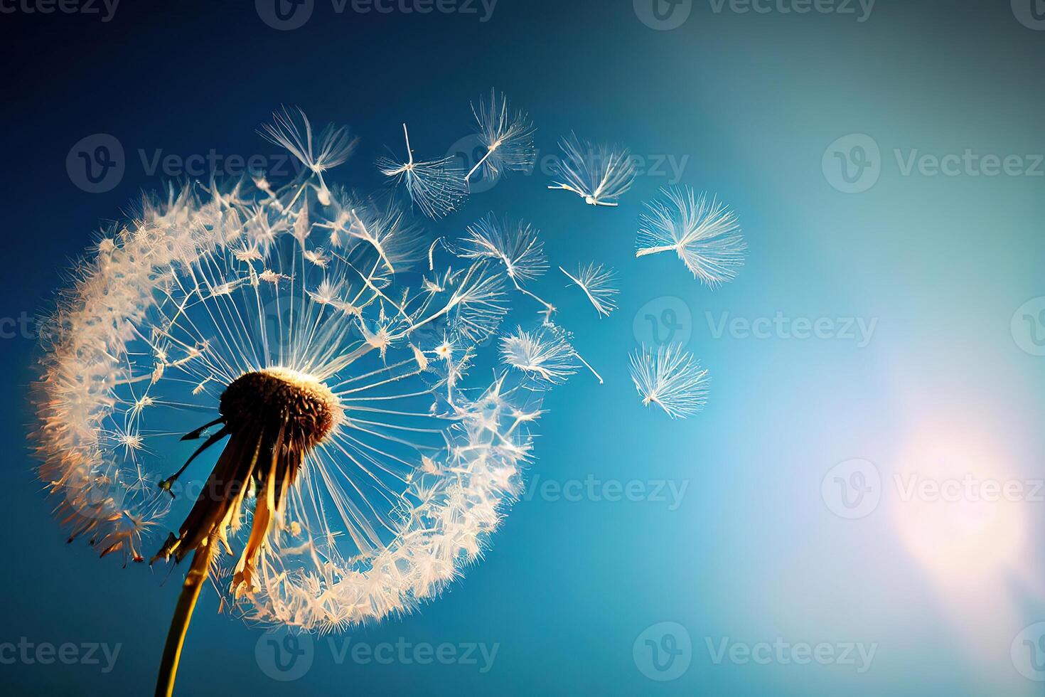 Flying Dandelion seeds in the morning sunlight blowing away in the wind across a blue sky. photo