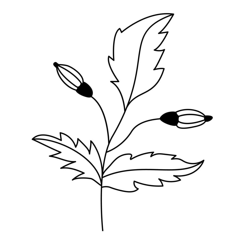 Black vector hand-drawn floral and botany elements. Autumn.