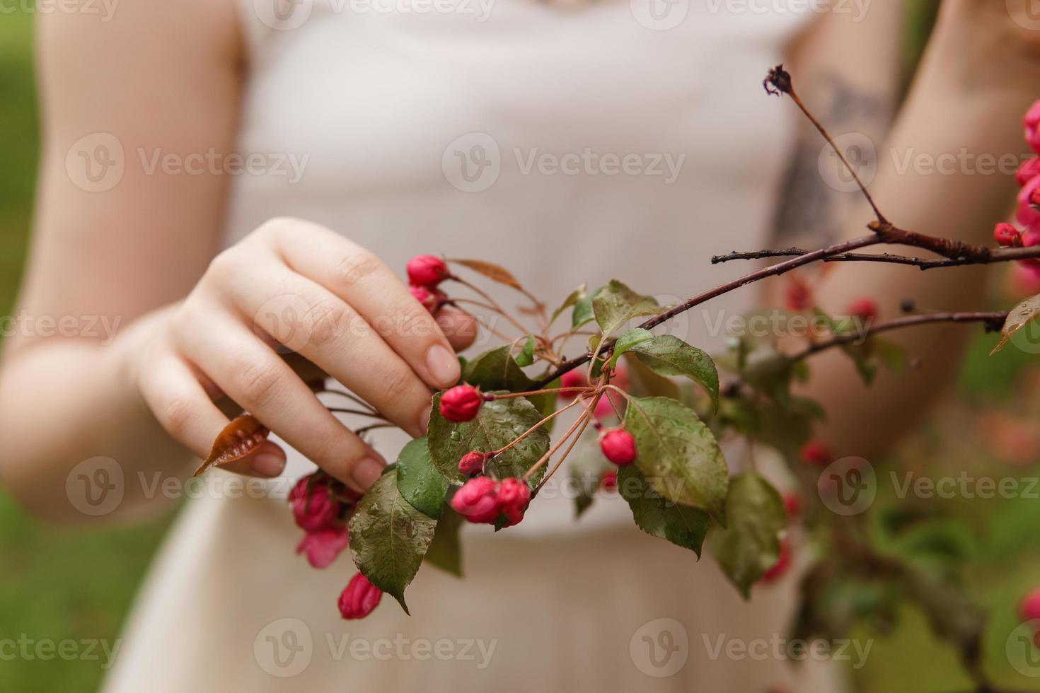 Pink flowers of a blossoming apple tree in a woman's hand. photo