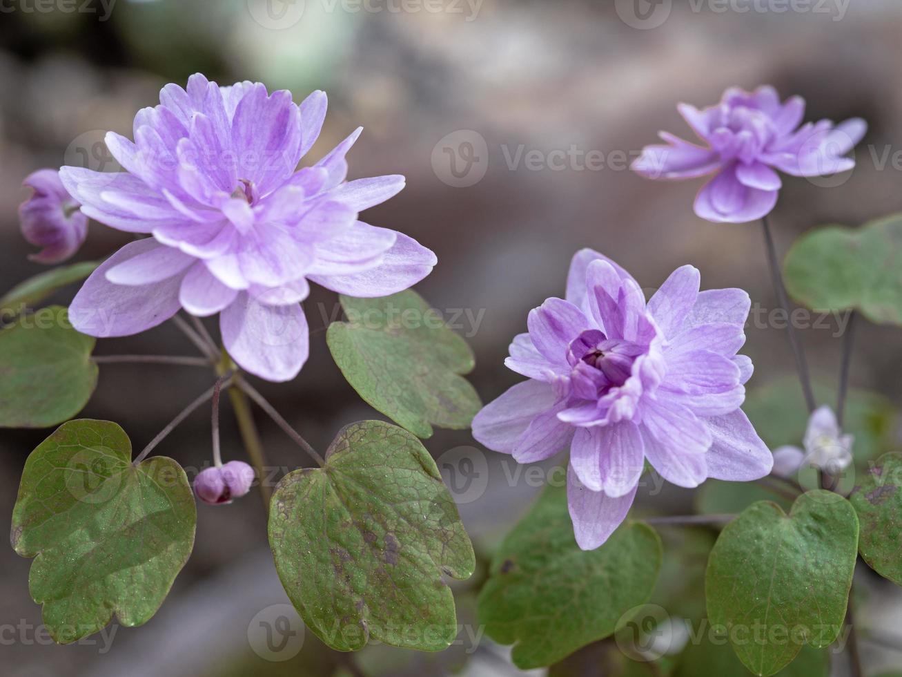 Lovely purple flowers of rue anemone Anemonella thalictroides photo