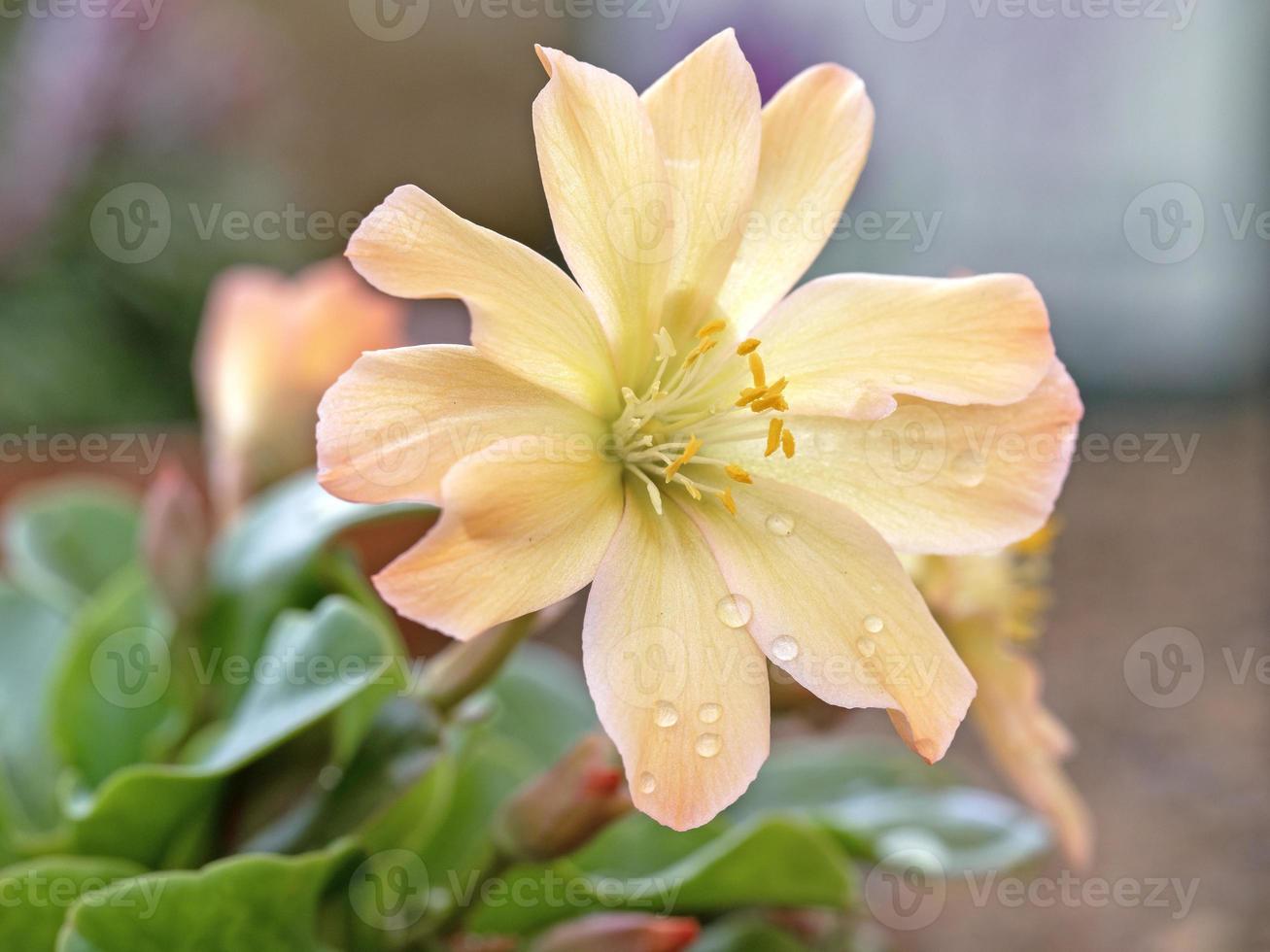Beautiful apricot flower of Lewisia tweedyi with water droplets photo