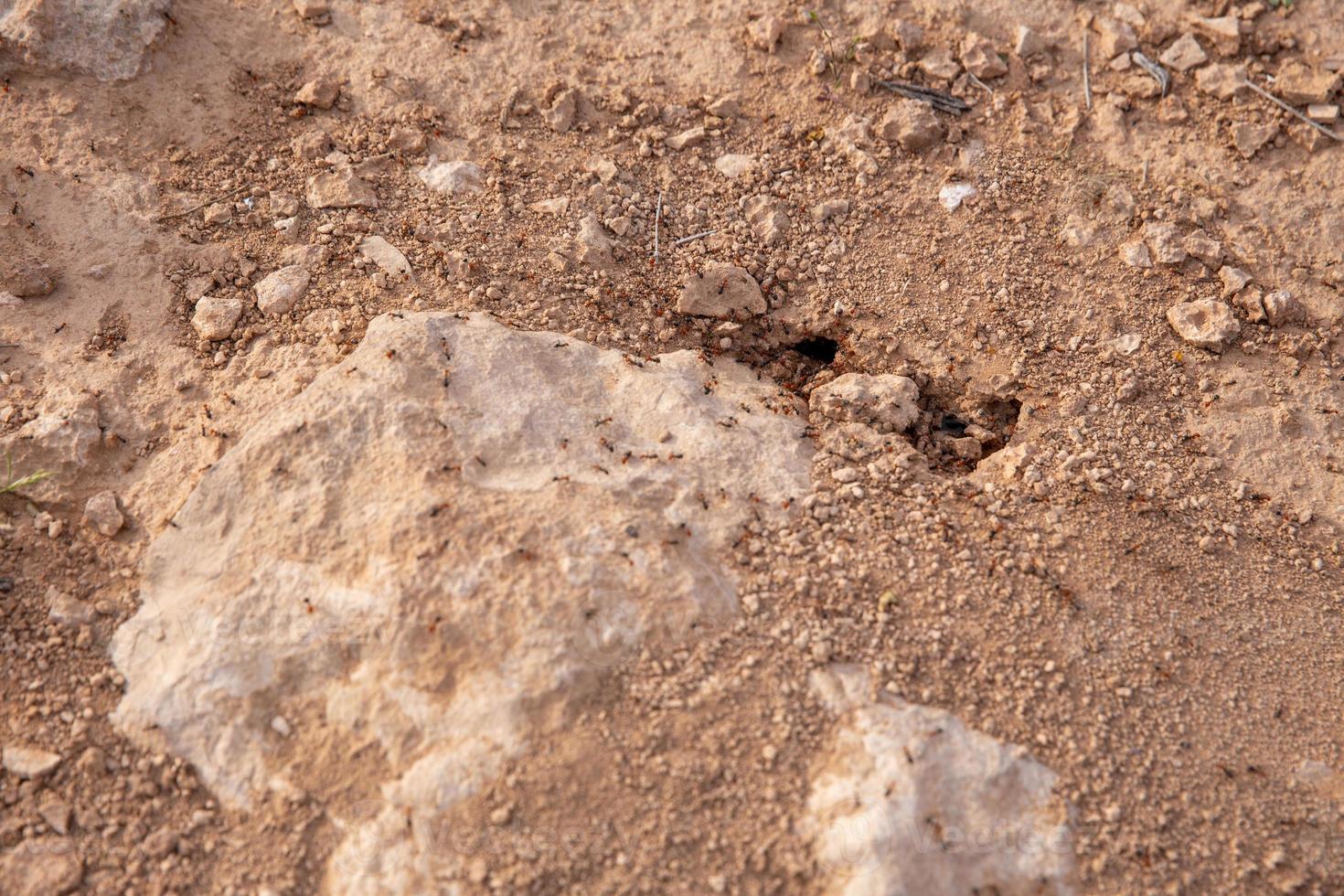 Fire Ants Scrambling Around photo