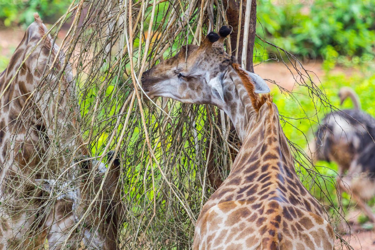 Giraffe Eating from a Sausage Tree photo