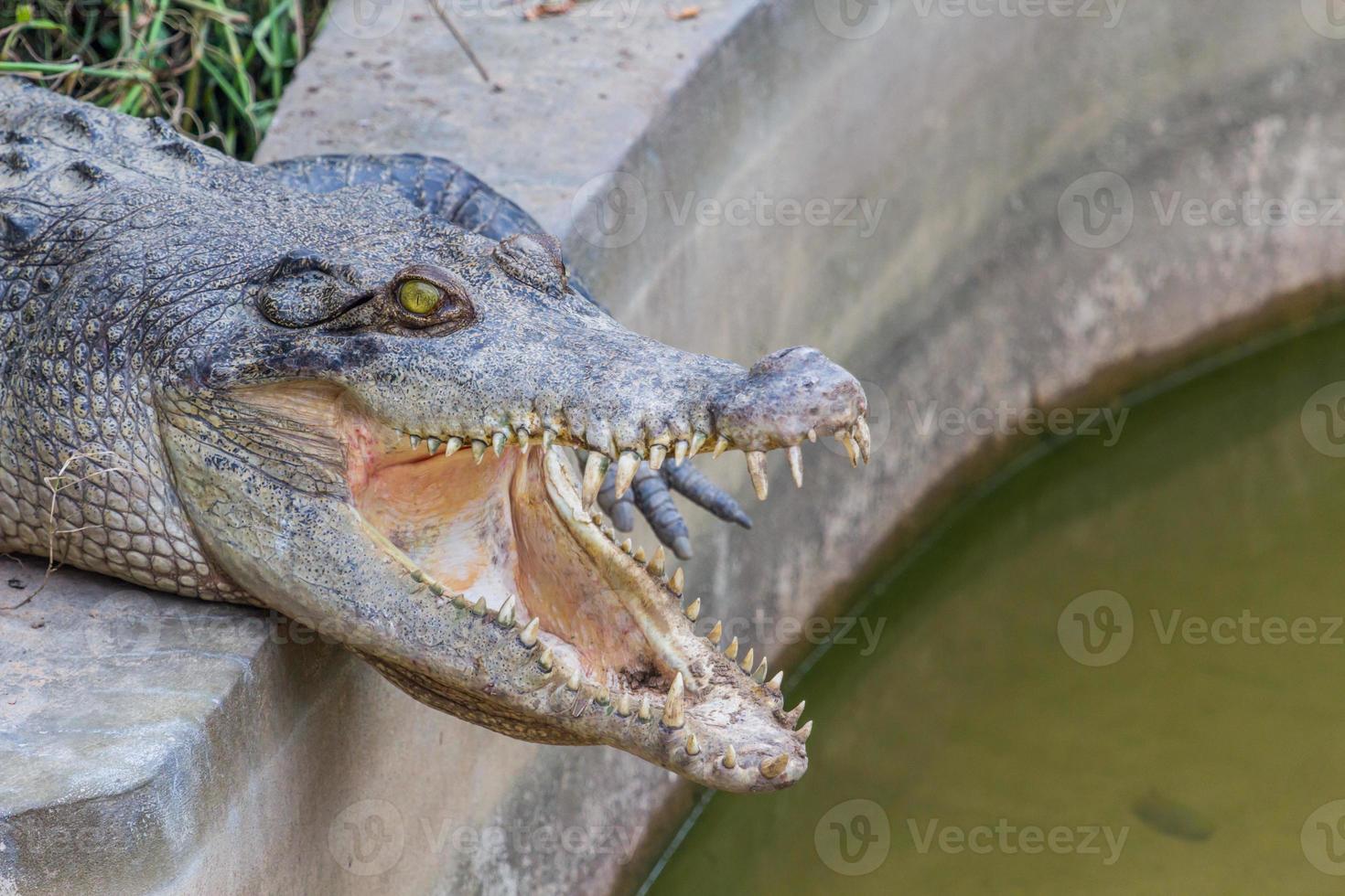Crocodile with open mouth photo