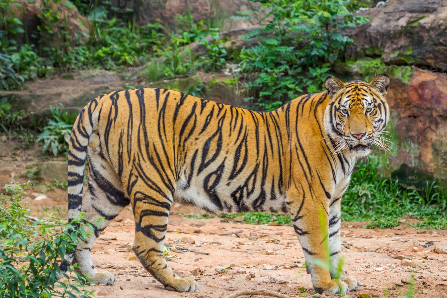 Full Bady of Royal Bengal tiger photo