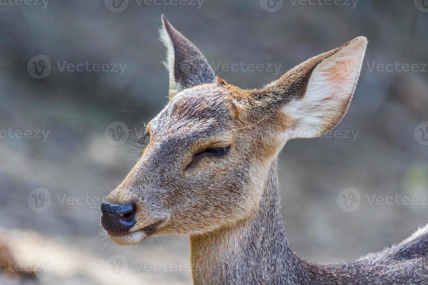 Baby deer close the eye photo