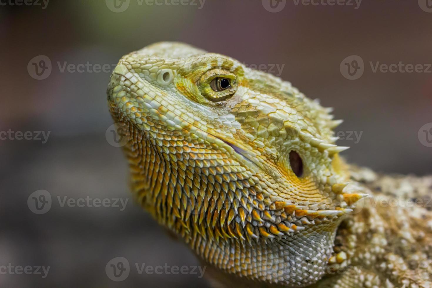 Face of bearded dragon photo