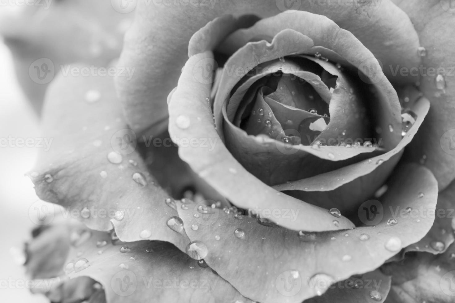 Black and white rose background with water drops photo