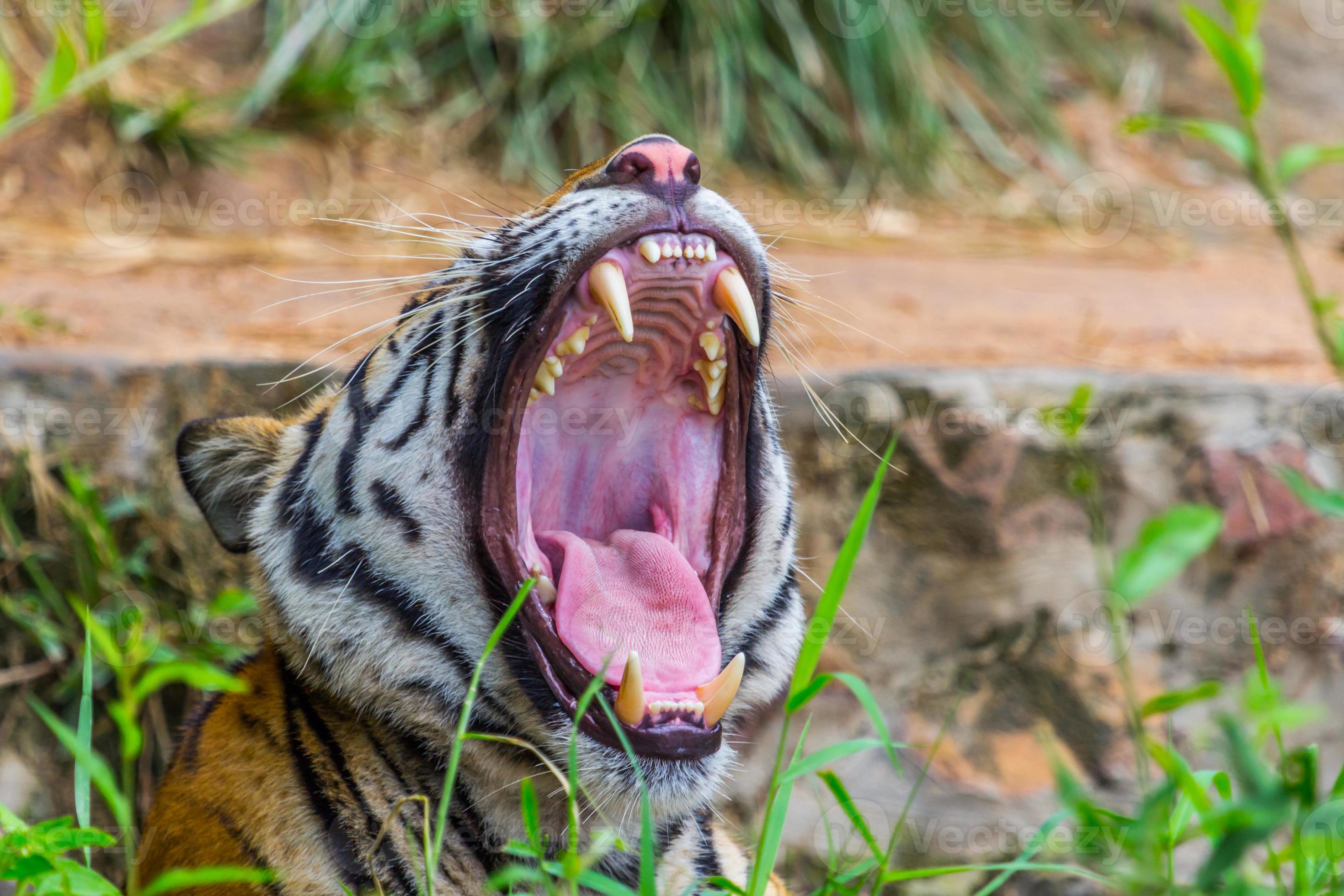 Teeth and tongue Royal Bengal tiger 23148117 Stock Photo at Vecteezy