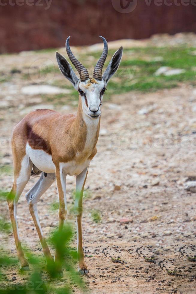 gemsbok antílope ciervo en el zoo foto