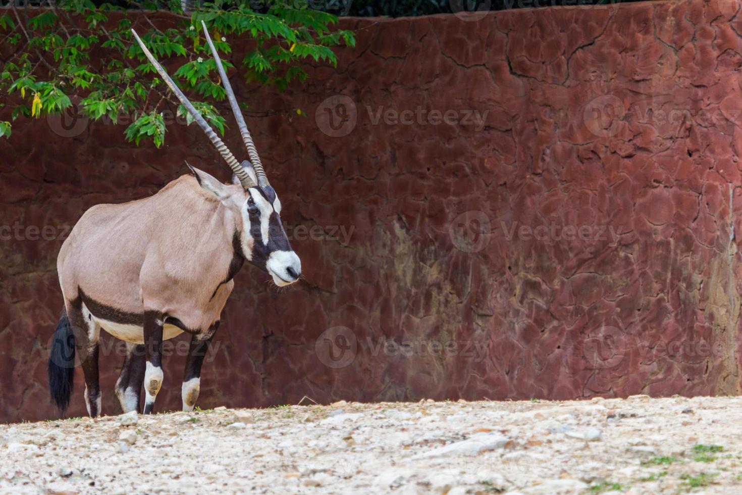 Gemsbok antelope deer in the zoo photo