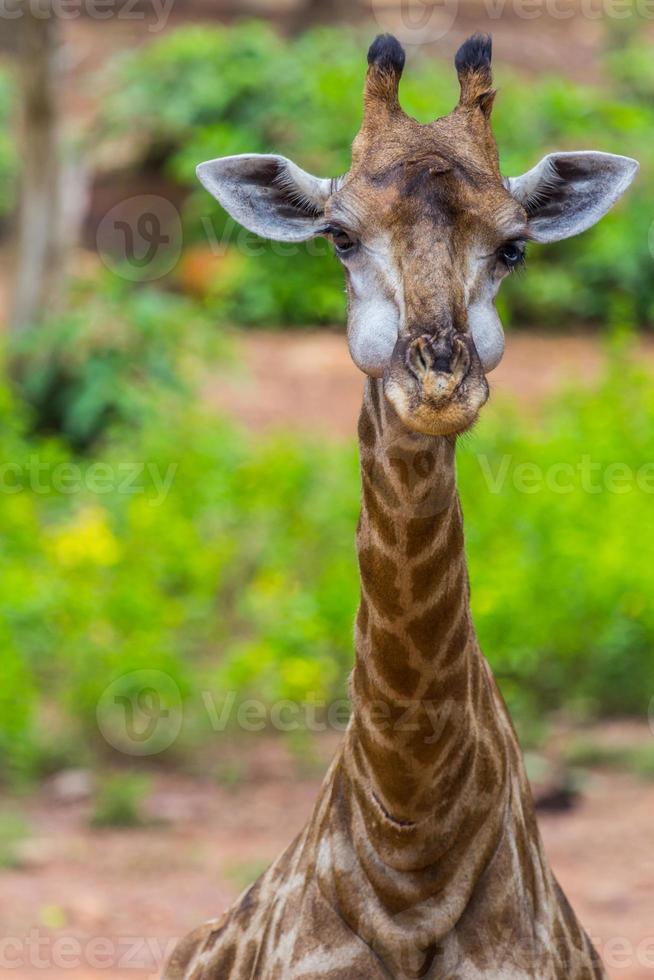 Face of Masai giraffe eating photo