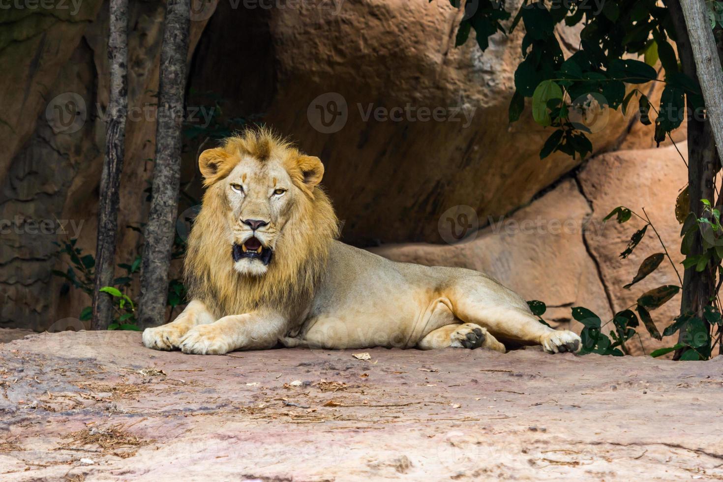 head and face Lion watching in the zoo photo