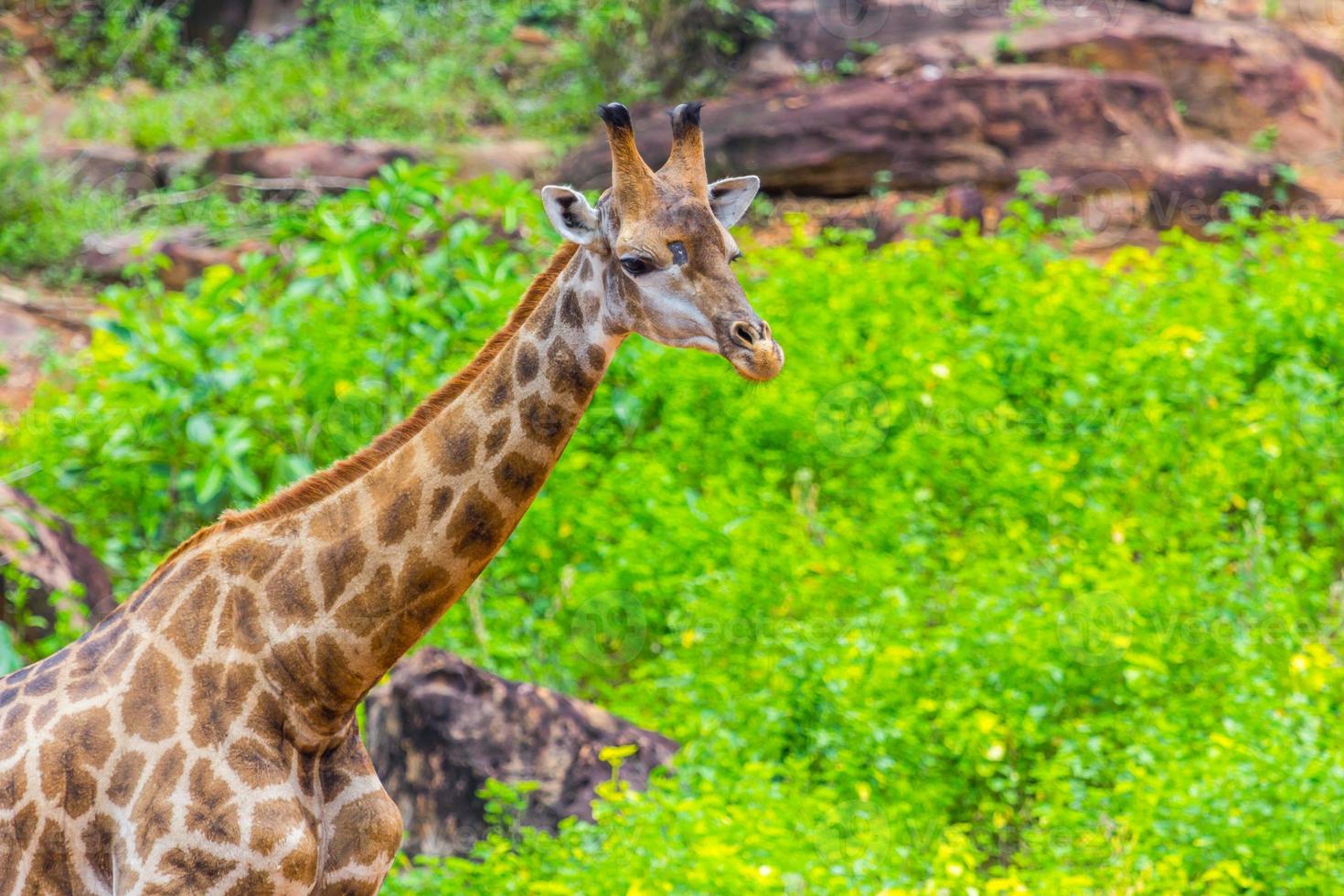 Face Masai giraffe photo
