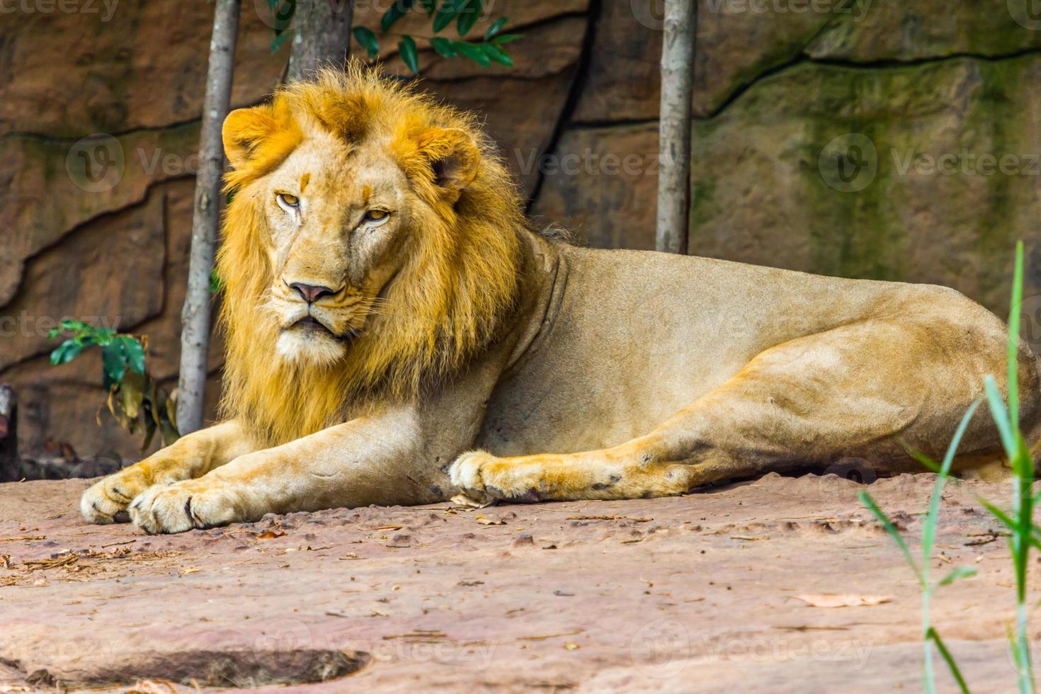 grande león acostado en el rock foto