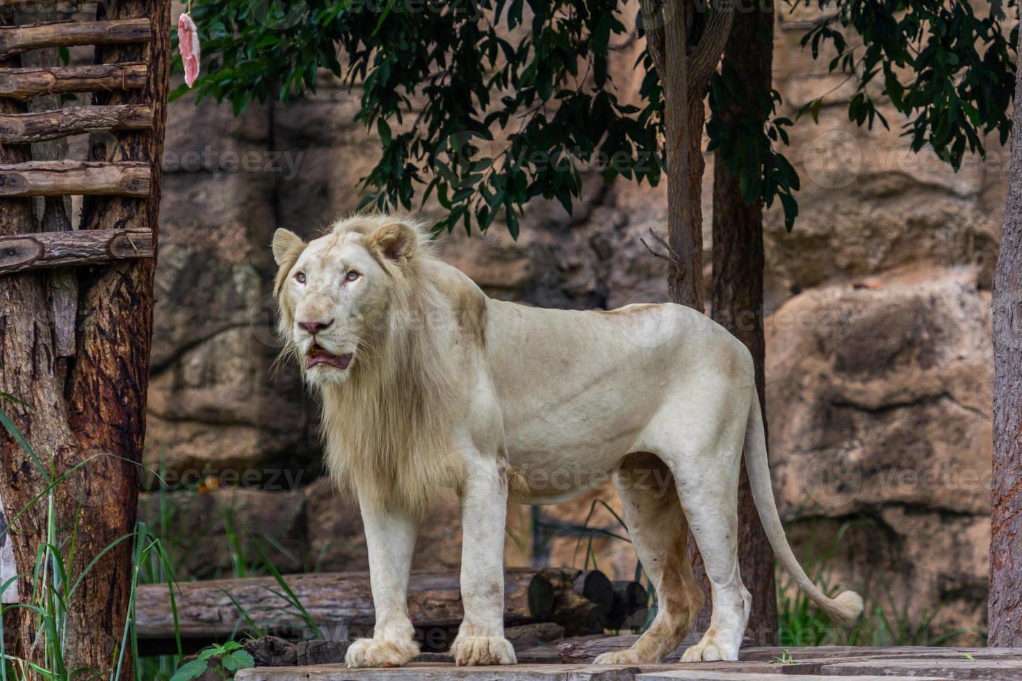 Lion is watching food in the zoo photo