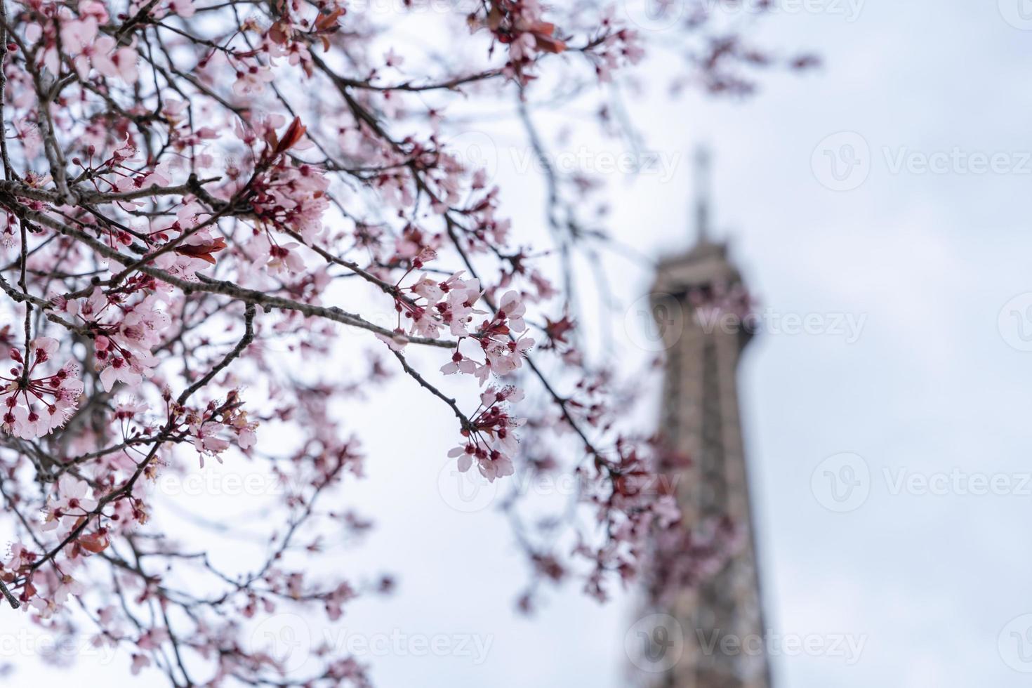 Spring in Paris. Bloomy cherry tree and the Eiffel Tower. photo