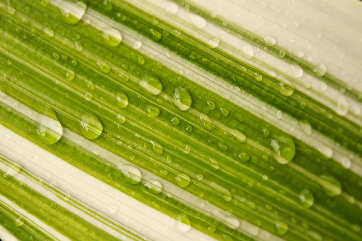 Parallel lines of white and green with drolets on surface of leaf. photo