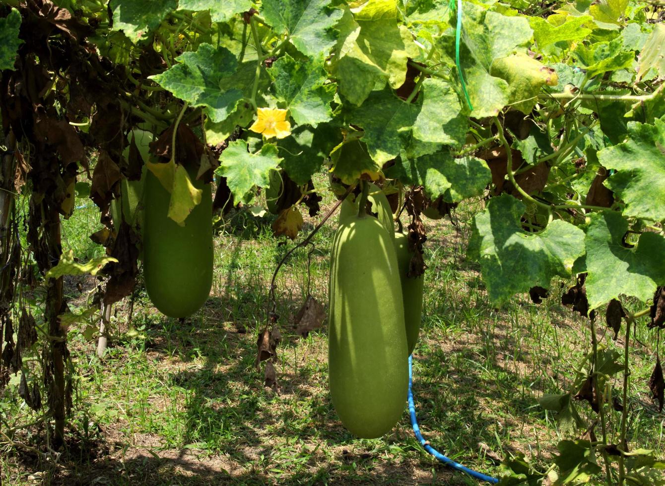 Young fruit of Winter melon or wax gourd hanging on branch with leaf and flower in garden. photo