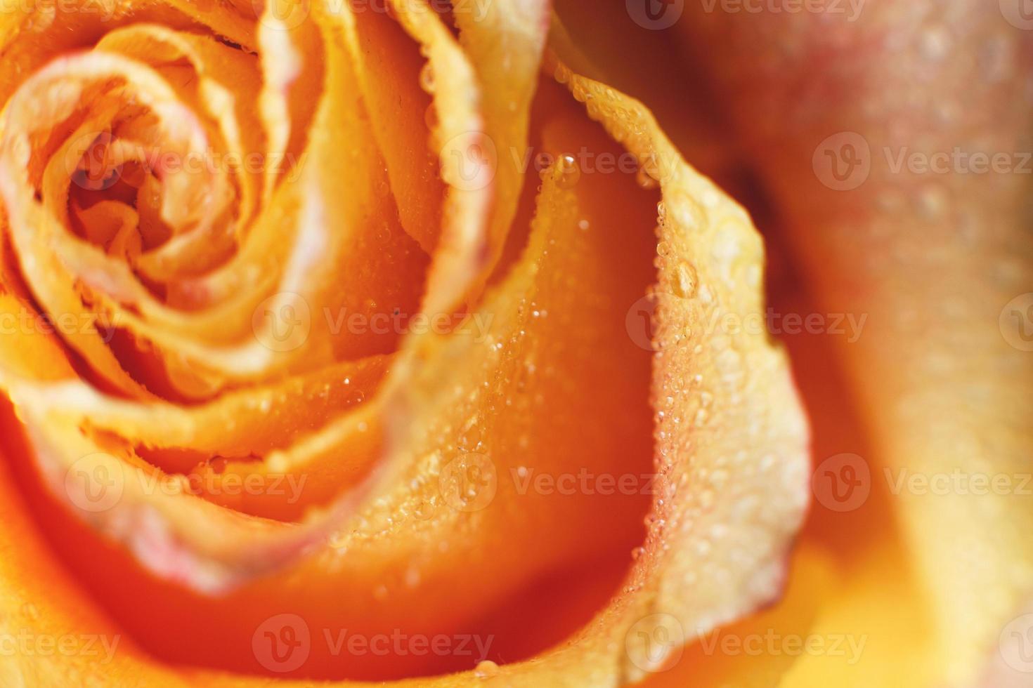 rosa roja y amarilla con gotas de primer plano de agua. fondo de flores foto