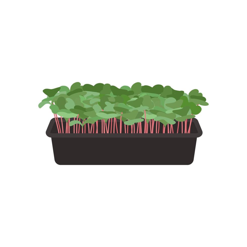 Seeds and sprouts of microgreens of radish. Design element. Vector illustration.