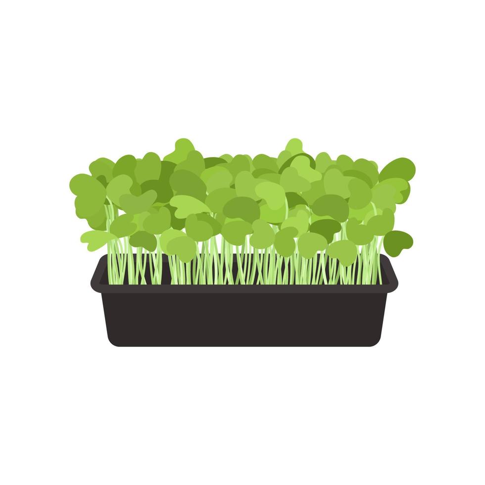 semillas y coles de microgreens de Rúcula. diseño elemento. vector ilustración.