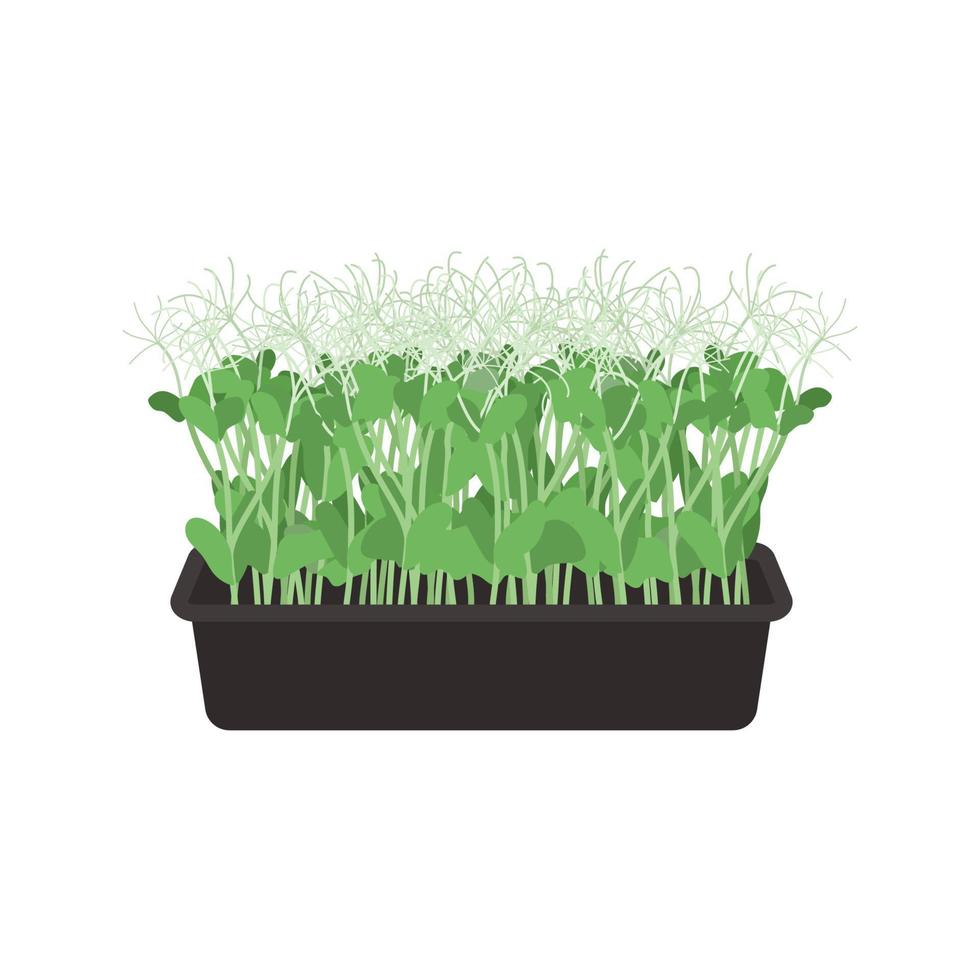 Seeds and sprouts of microgreens of peas. Design element. Vector illustration.