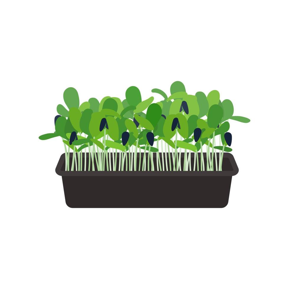 Seeds and sprouts of microgreens of sunflower. Design element. Vector illustration.