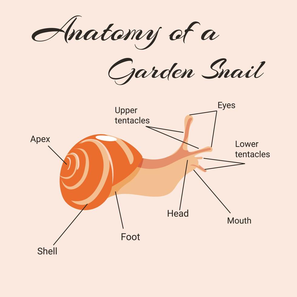 Anatomy of a garden snail. Design of instruction manual. vector