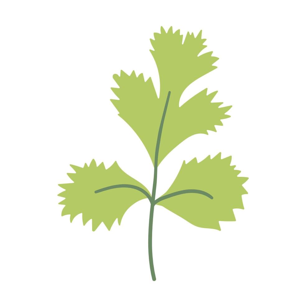 Green leaves of cilantro doodle flat illustration on white background. Vector graphics design