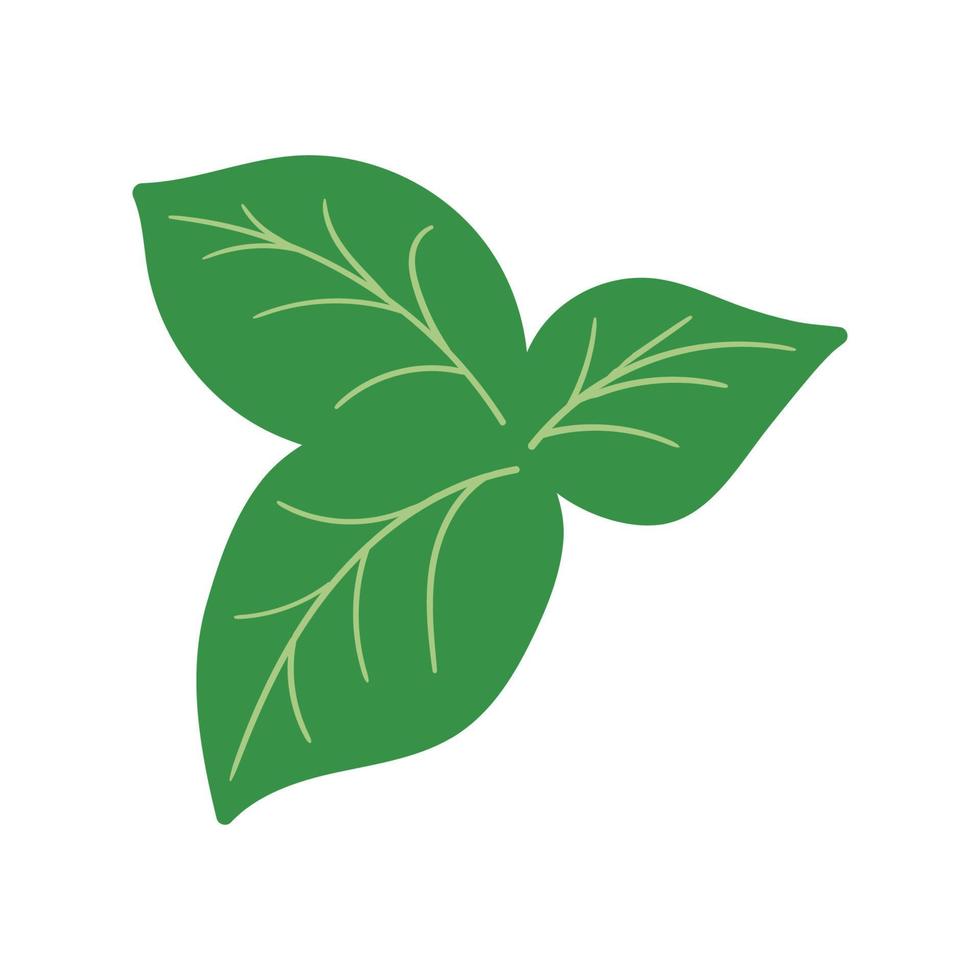 Green leaves of basil doodle flat illustration on white background. Vector graphics design