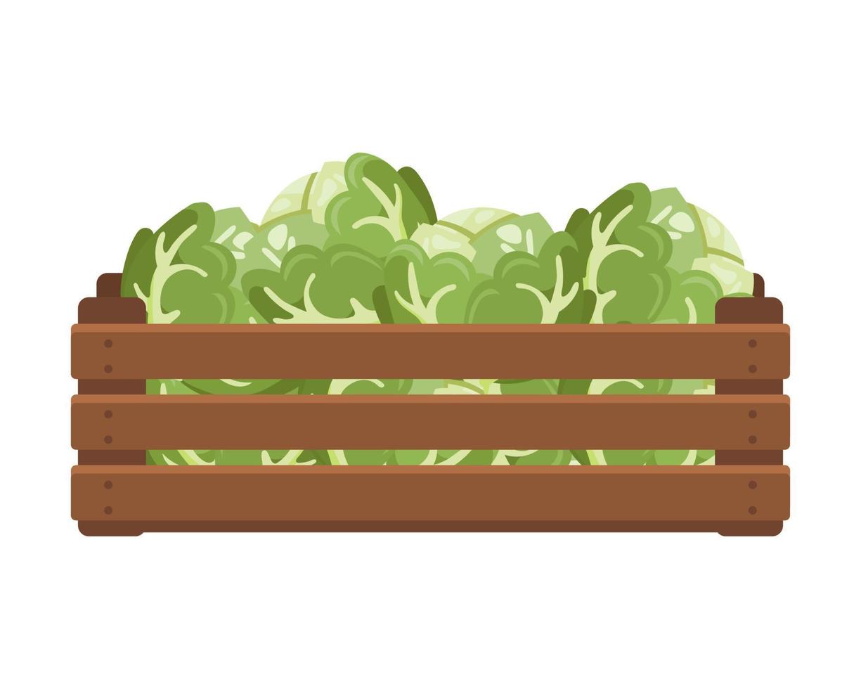 Wooden box with white cabbage. Healthy food, vegetables, agriculture illustration, vector