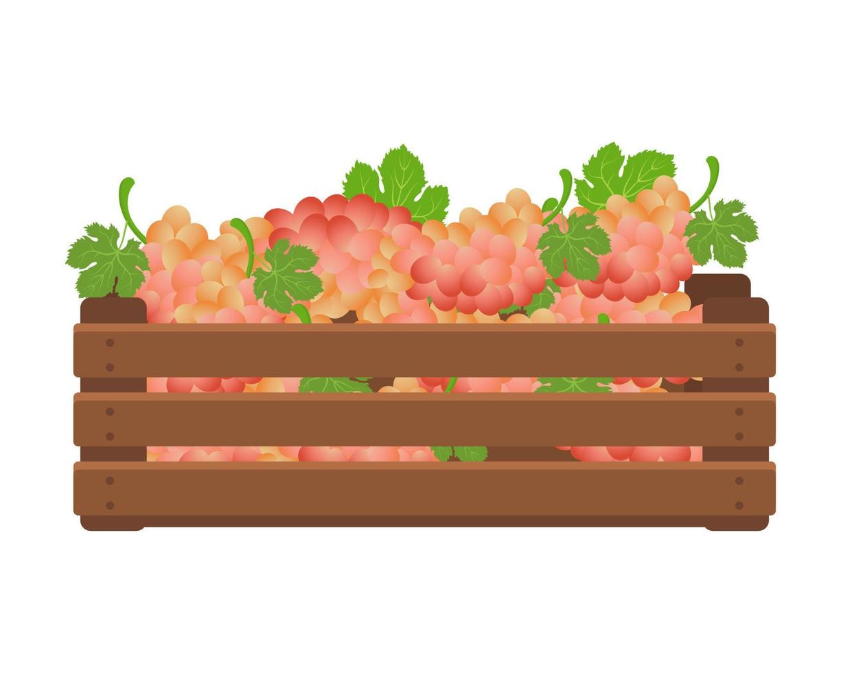 Wooden box with pink grapes. Healthy food, fruits, agriculture illustration, vector