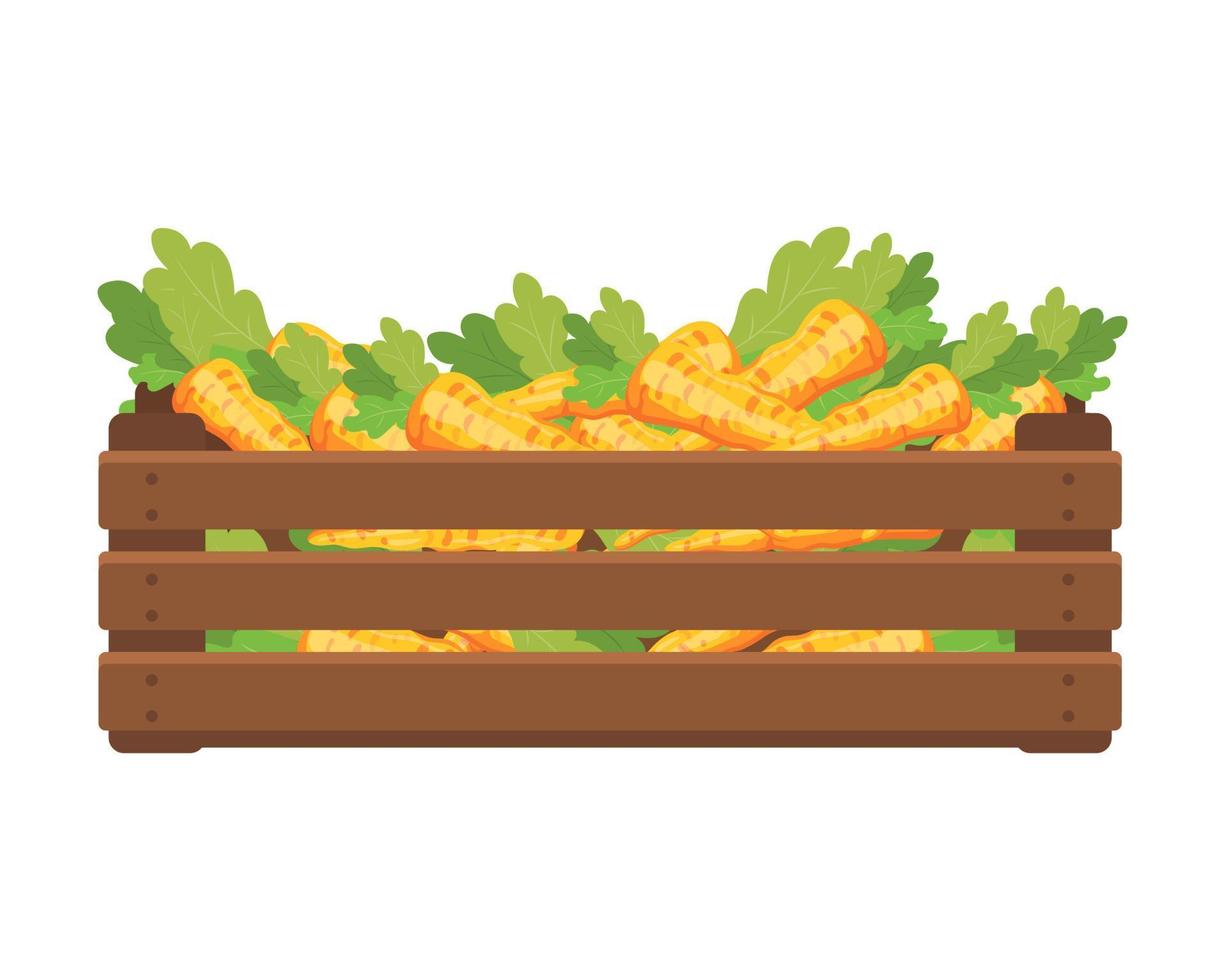 Wooden box with carrots. Healthy food, vegetables, agriculture illustration, vector