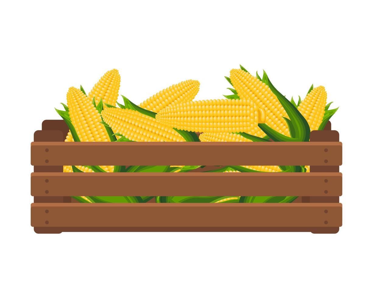 Wooden box with sweet corn on the cob. Healthy food, vegetables, agriculture illustration, vector