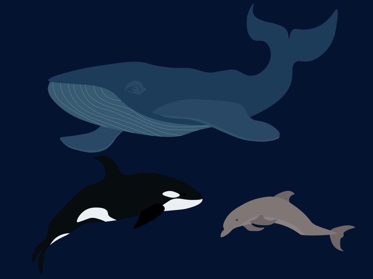 Set of marine mammals blue whale, killer whale and dolphin vector