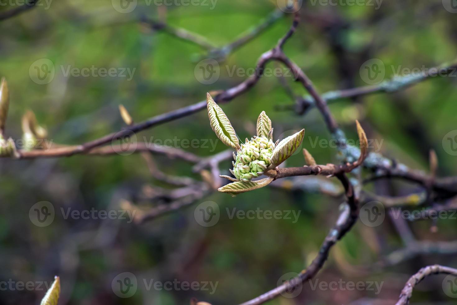 viburnum lantana flor brotes en temprano primavera. último años frutas en el sucursales. vida conquista muerte. foto