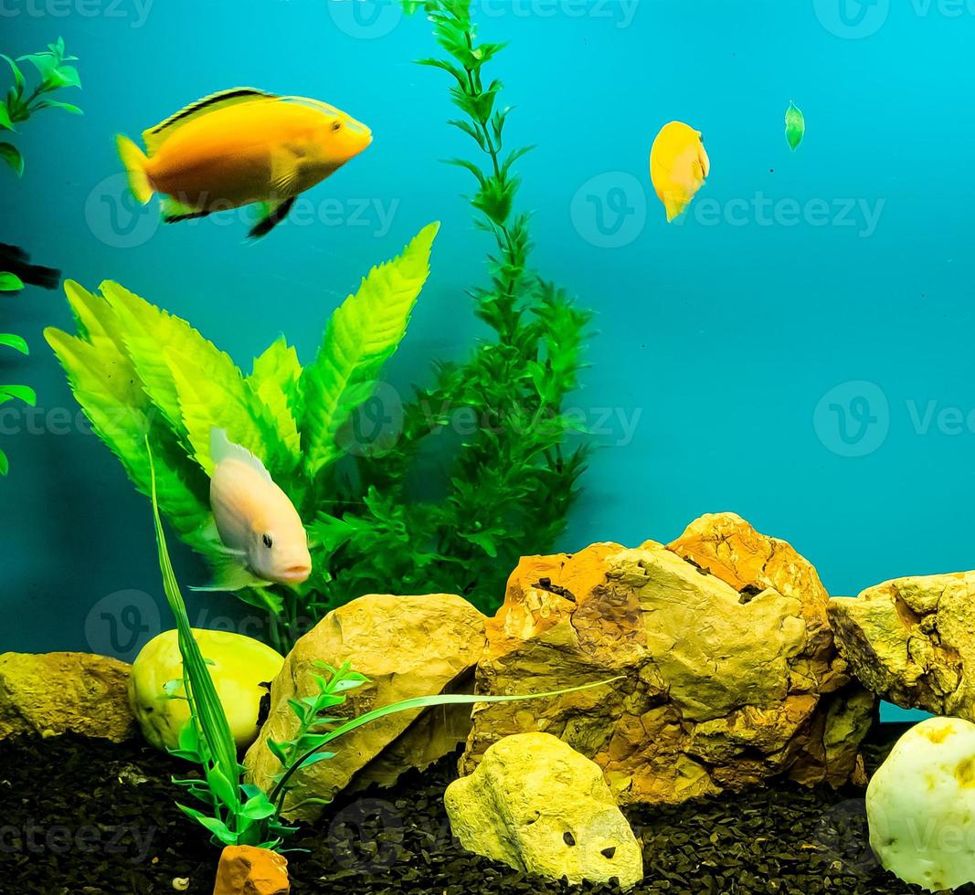 Multi-colored bright fish swim in the aquarium. Aquarium with small pets. photo