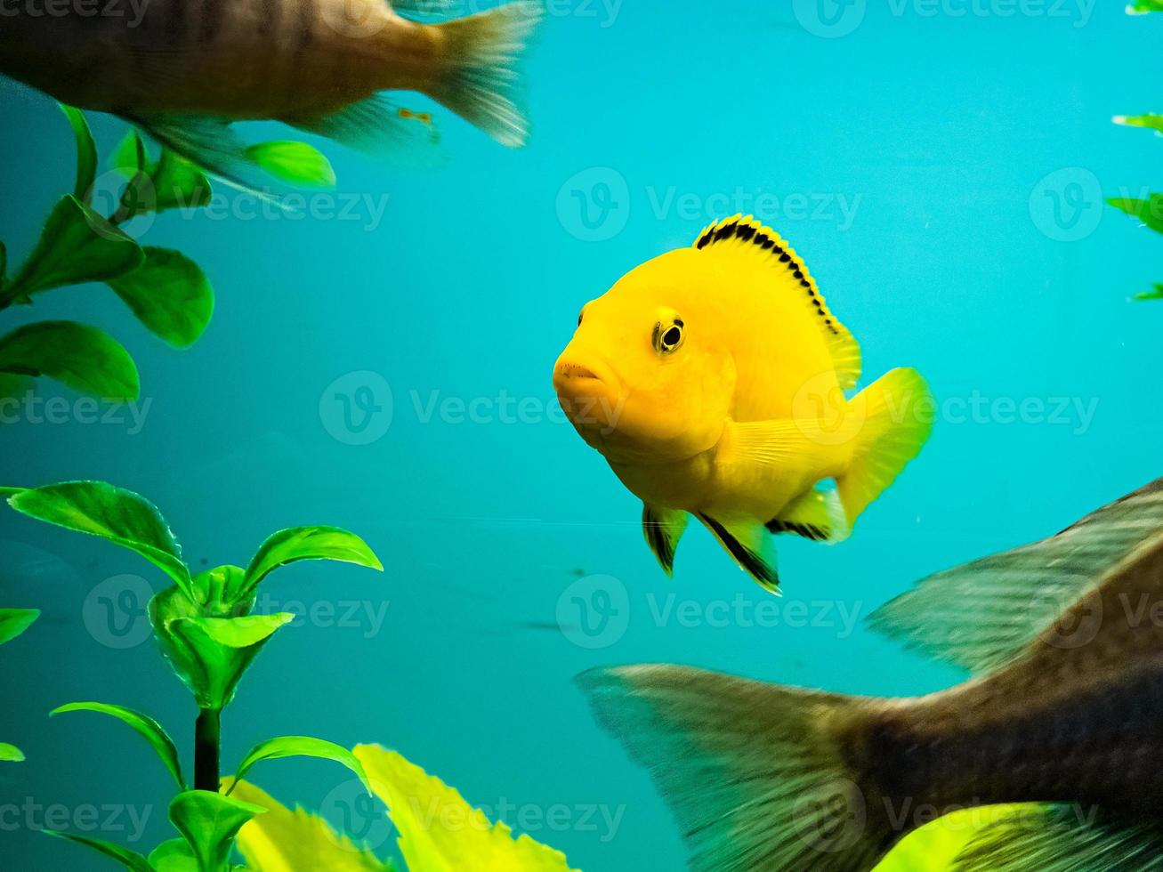Multi-colored bright fish swim in the aquarium. Aquarium with small pets. photo