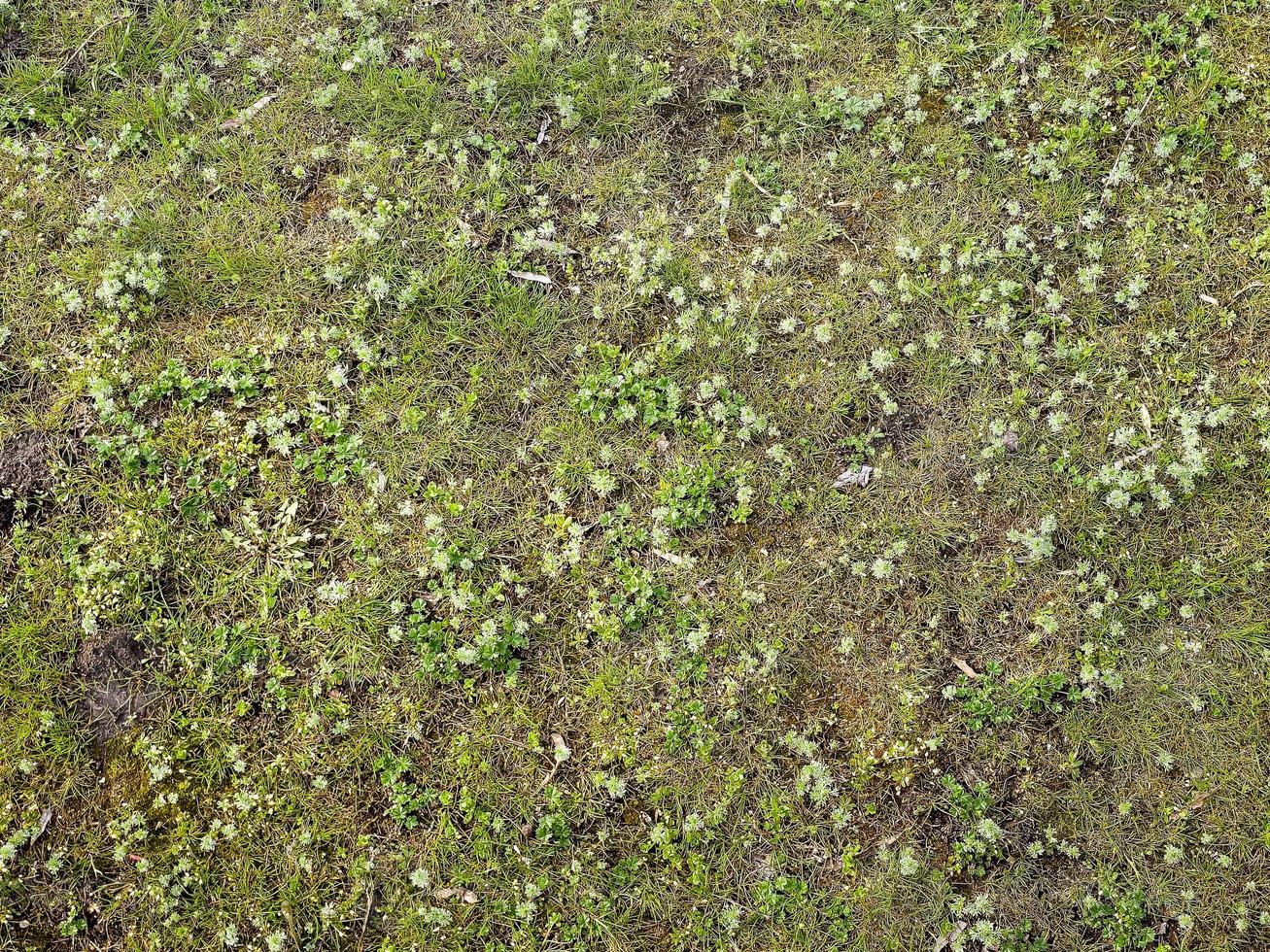 Closeup of fresh growing wormwood Seriphidium fragrans, Artemisia grasses in the wild field, Artemisinin medicinal plant, natural green grass leaves texture wallpaper background photo