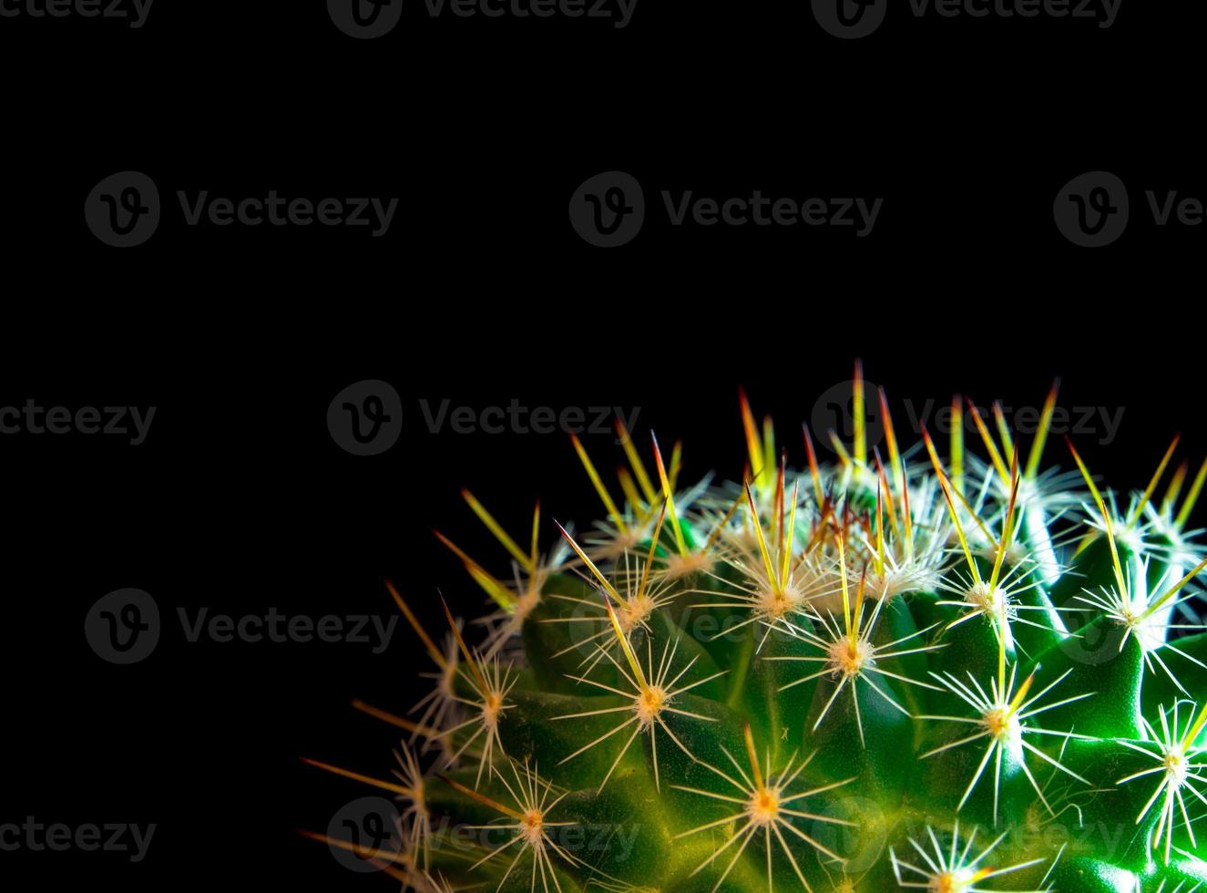verde vivo de cactus mammillaria sobre fondo negro foto