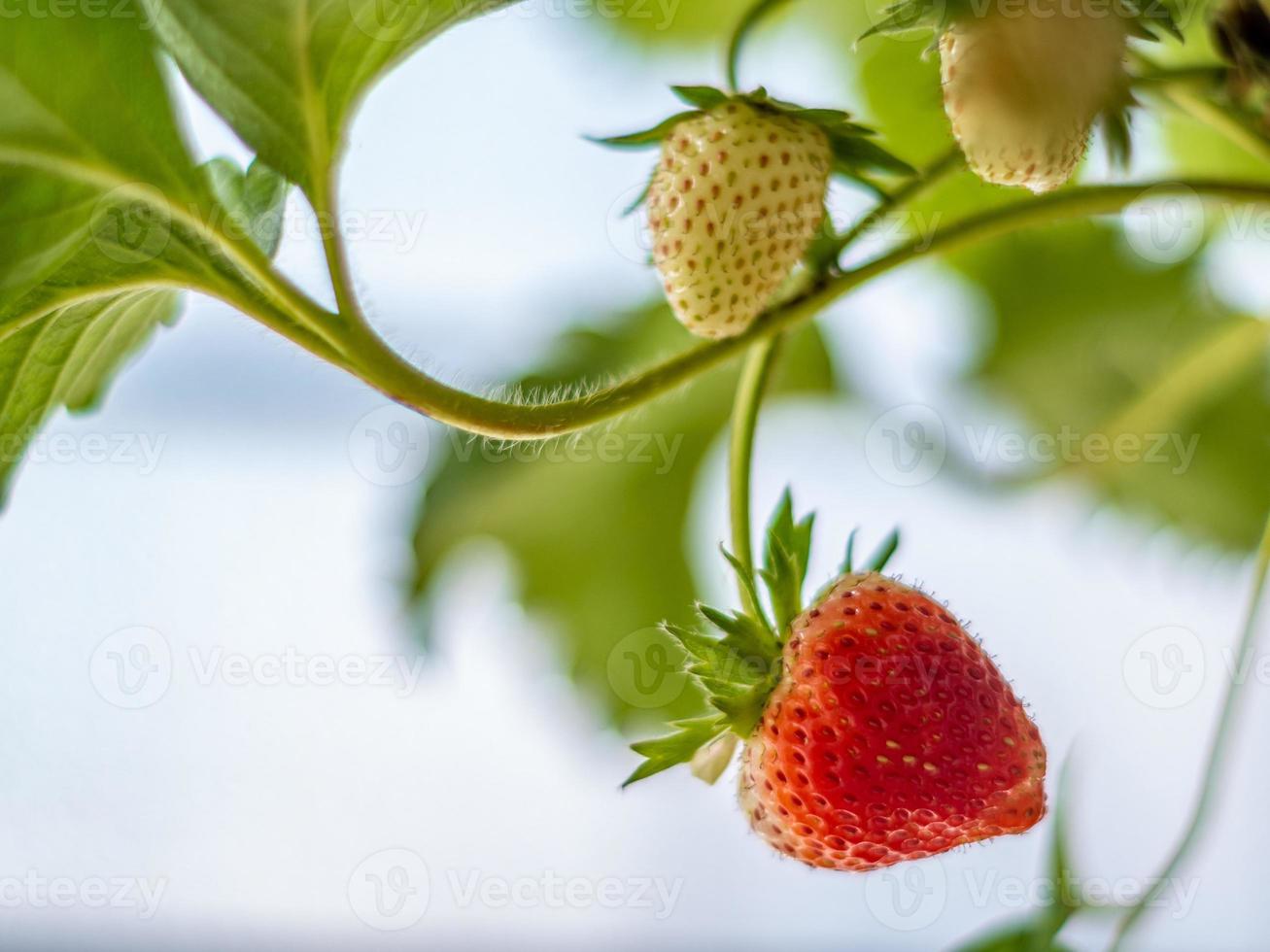 fresas frescas no han sido recolectadas de una planta de fresas foto
