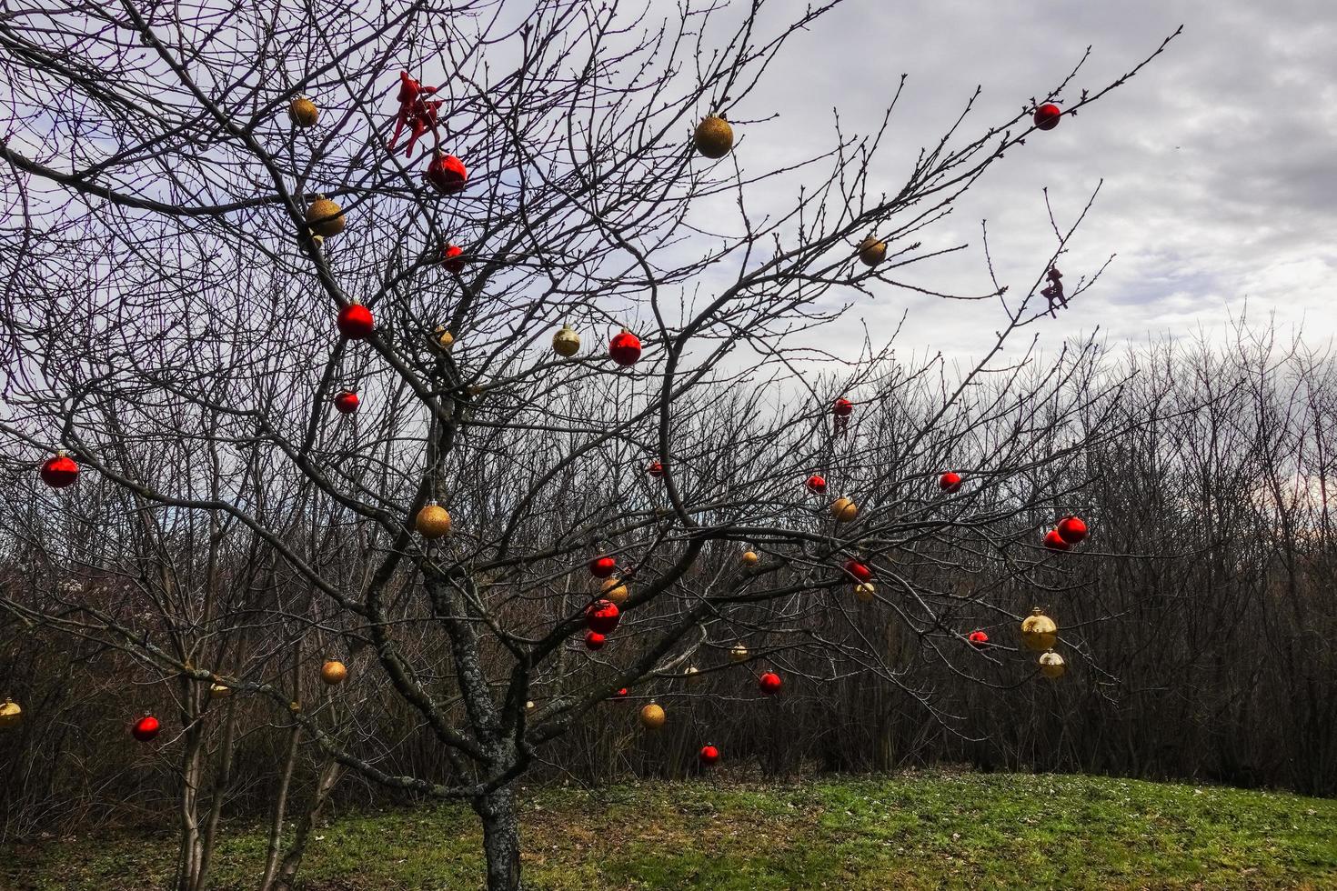 lot of colorful christmas balls on a tree in the forest photo