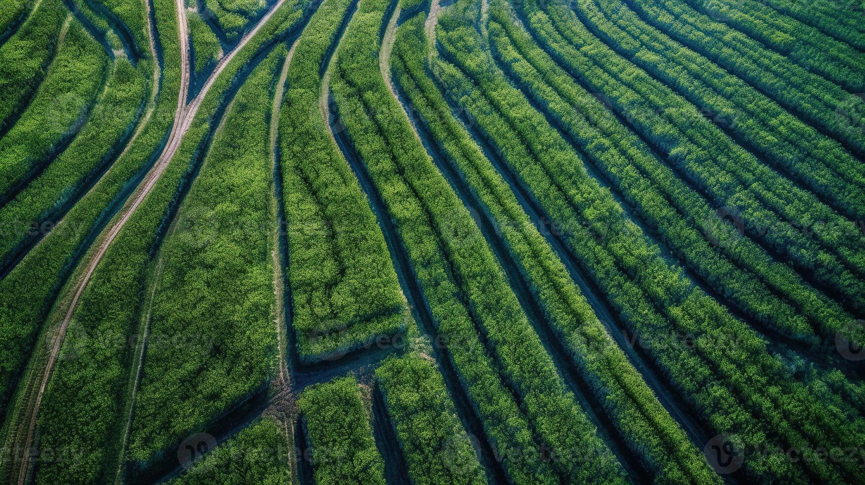 , field of green grass with water sprinkled, aerial view drone photography. Swamp landscape. photo