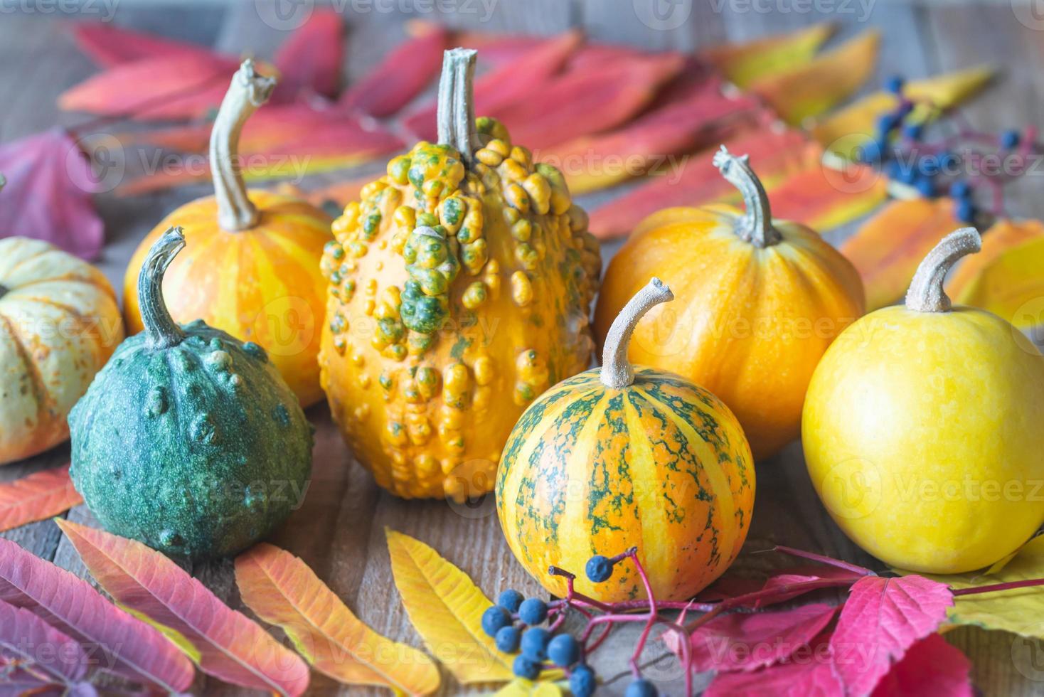 Ornamental pumpkins closeup photo