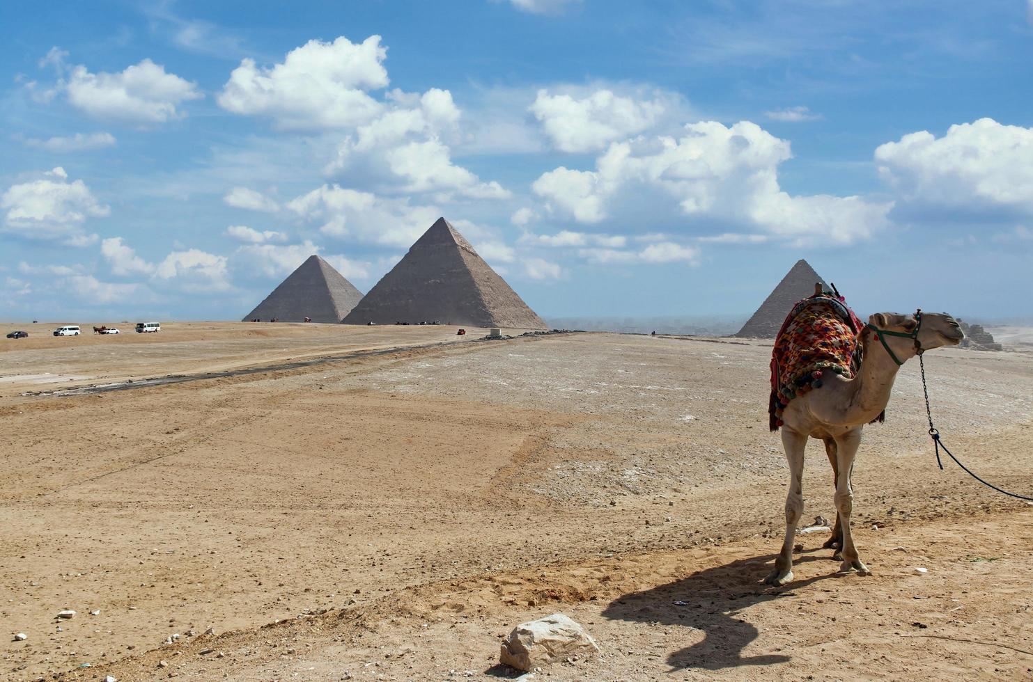 Cairo, Giza  Egypt  March 17, 2023 A camel ready for tourists, Giza Pyramids on background. Egypt photo