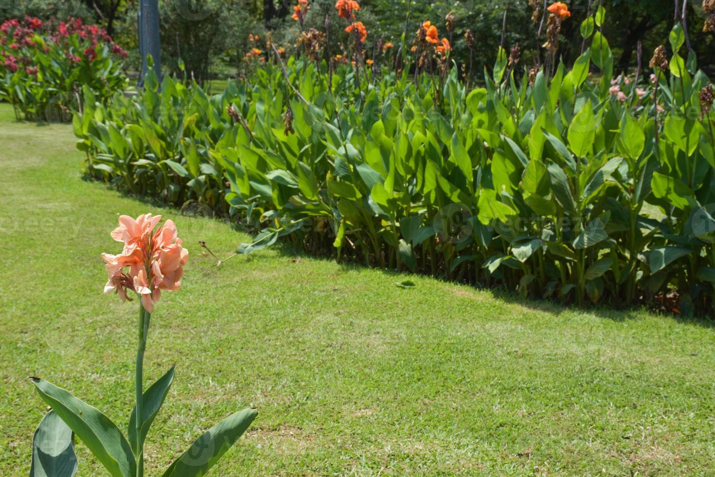 Canna flower field with beautiful colors blooming in the garden photo