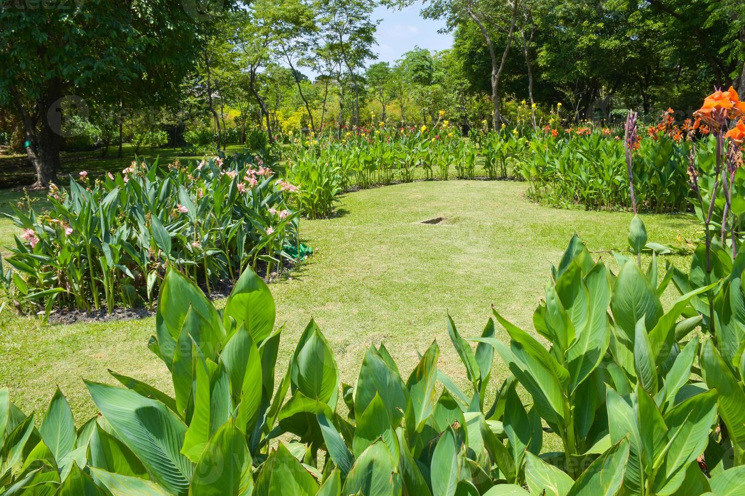 Canna flower field with beautiful colors blooming in the garden photo
