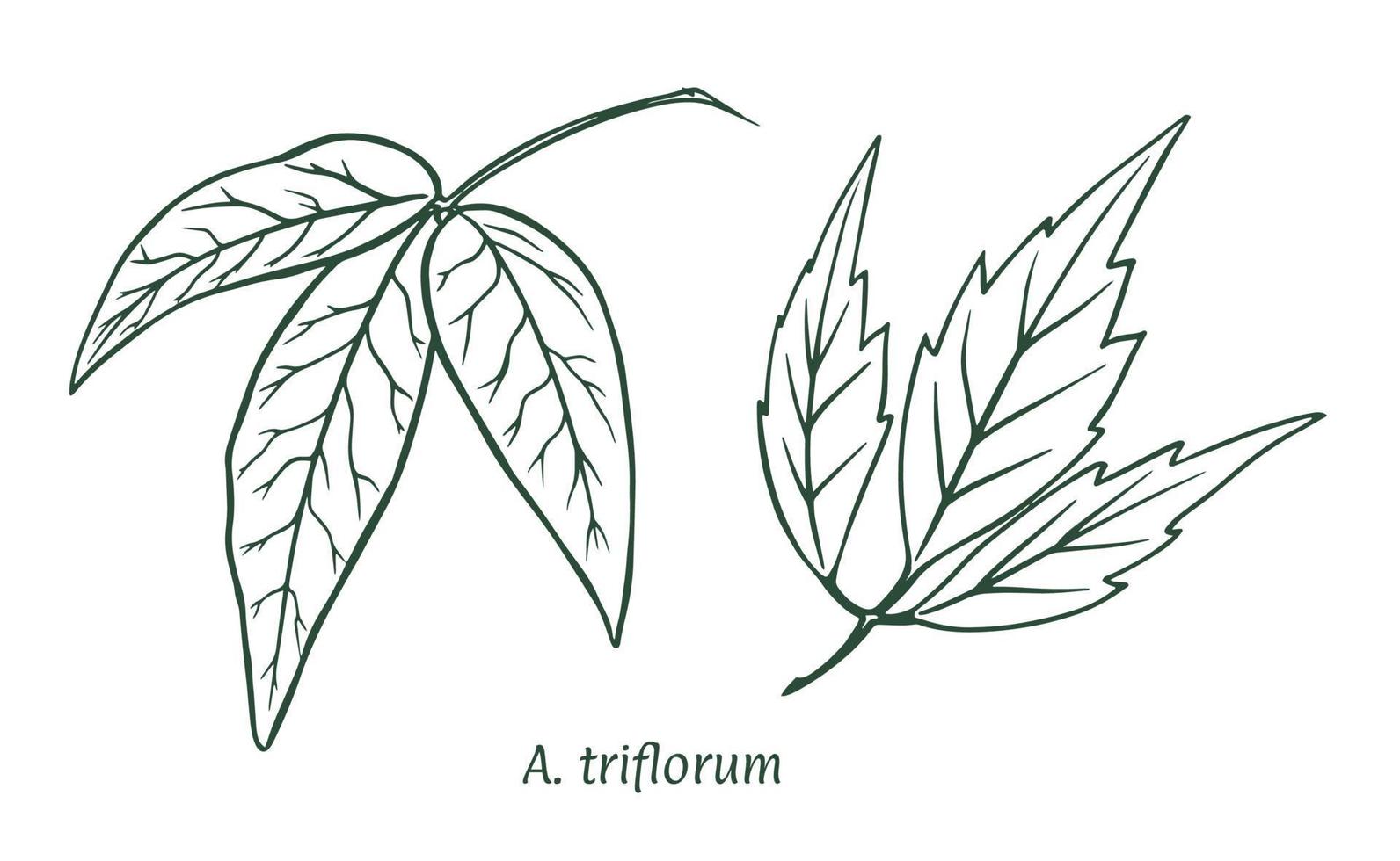 Green maple leaf. The sketch is drawn by hand, in ink with a pencil. Names in Latin. Acer three-flowered, triflorum. Isolated on white background. Vector. vector