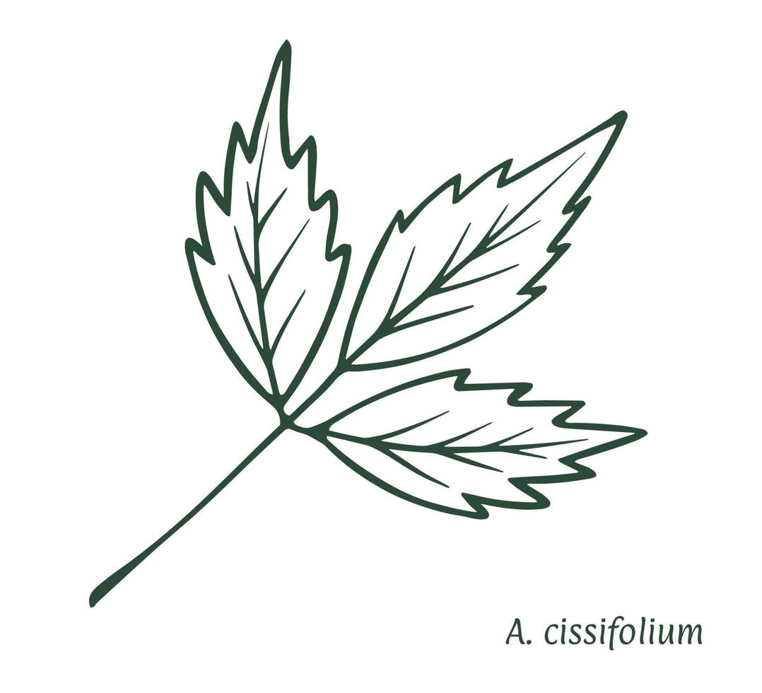Green maple leaf. The sketch is drawn by hand, in ink with a pencil. Vine-leaved. Names in Latin. Acer cissifolium. Isolated on white background. Vector. vector